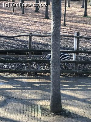 [P17] Zoo Szeged, zebra plimbareata » foto by krisstinna
 - 
<span class="allrVoted glyphicon glyphicon-heart hidden" id="av1135425"></span>
<a class="m-l-10 hidden" id="sv1135425" onclick="voting_Foto_DelVot(,1135425,18089)" role="button">șterge vot <span class="glyphicon glyphicon-remove"></span></a>
<a id="v91135425" class=" c-red"  onclick="voting_Foto_SetVot(1135425)" role="button"><span class="glyphicon glyphicon-heart-empty"></span> <b>LIKE</b> = Votează poza</a> <img class="hidden"  id="f1135425W9" src="/imagini/loader.gif" border="0" /><span class="AjErrMes hidden" id="e1135425ErM"></span>