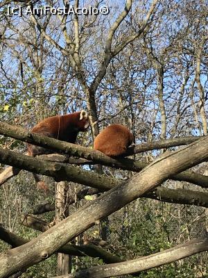 [P19] Zoo Szeged, panda roșu » foto by krisstinna
 - 
<span class="allrVoted glyphicon glyphicon-heart hidden" id="av1135427"></span>
<a class="m-l-10 hidden" id="sv1135427" onclick="voting_Foto_DelVot(,1135427,18089)" role="button">șterge vot <span class="glyphicon glyphicon-remove"></span></a>
<a id="v91135427" class=" c-red"  onclick="voting_Foto_SetVot(1135427)" role="button"><span class="glyphicon glyphicon-heart-empty"></span> <b>LIKE</b> = Votează poza</a> <img class="hidden"  id="f1135427W9" src="/imagini/loader.gif" border="0" /><span class="AjErrMes hidden" id="e1135427ErM"></span>