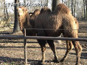 [P20] Zoo Szeged, cocoșată certăreață » foto by krisstinna
 - 
<span class="allrVoted glyphicon glyphicon-heart hidden" id="av1135428"></span>
<a class="m-l-10 hidden" id="sv1135428" onclick="voting_Foto_DelVot(,1135428,18089)" role="button">șterge vot <span class="glyphicon glyphicon-remove"></span></a>
<a id="v91135428" class=" c-red"  onclick="voting_Foto_SetVot(1135428)" role="button"><span class="glyphicon glyphicon-heart-empty"></span> <b>LIKE</b> = Votează poza</a> <img class="hidden"  id="f1135428W9" src="/imagini/loader.gif" border="0" /><span class="AjErrMes hidden" id="e1135428ErM"></span>