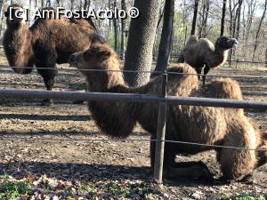 [P21] Zoo Szeged, Țarcul cămilelor » foto by krisstinna
 - 
<span class="allrVoted glyphicon glyphicon-heart hidden" id="av1135429"></span>
<a class="m-l-10 hidden" id="sv1135429" onclick="voting_Foto_DelVot(,1135429,18089)" role="button">șterge vot <span class="glyphicon glyphicon-remove"></span></a>
<a id="v91135429" class=" c-red"  onclick="voting_Foto_SetVot(1135429)" role="button"><span class="glyphicon glyphicon-heart-empty"></span> <b>LIKE</b> = Votează poza</a> <img class="hidden"  id="f1135429W9" src="/imagini/loader.gif" border="0" /><span class="AjErrMes hidden" id="e1135429ErM"></span>