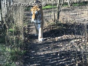 [P26] Zoo Szeged, in lipsa de altceva, mai bine mă plimb un pic...zise siberianul nostru » foto by krisstinna
 - 
<span class="allrVoted glyphicon glyphicon-heart hidden" id="av1135434"></span>
<a class="m-l-10 hidden" id="sv1135434" onclick="voting_Foto_DelVot(,1135434,18089)" role="button">șterge vot <span class="glyphicon glyphicon-remove"></span></a>
<a id="v91135434" class=" c-red"  onclick="voting_Foto_SetVot(1135434)" role="button"><span class="glyphicon glyphicon-heart-empty"></span> <b>LIKE</b> = Votează poza</a> <img class="hidden"  id="f1135434W9" src="/imagini/loader.gif" border="0" /><span class="AjErrMes hidden" id="e1135434ErM"></span>