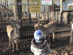 [P35] Zoo Szeged, eu și un copilaș, cerbii cerșetori:) » foto by krisstinna
 - 
<span class="allrVoted glyphicon glyphicon-heart hidden" id="av1135443"></span>
<a class="m-l-10 hidden" id="sv1135443" onclick="voting_Foto_DelVot(,1135443,18089)" role="button">șterge vot <span class="glyphicon glyphicon-remove"></span></a>
<a id="v91135443" class=" c-red"  onclick="voting_Foto_SetVot(1135443)" role="button"><span class="glyphicon glyphicon-heart-empty"></span> <b>LIKE</b> = Votează poza</a> <img class="hidden"  id="f1135443W9" src="/imagini/loader.gif" border="0" /><span class="AjErrMes hidden" id="e1135443ErM"></span>