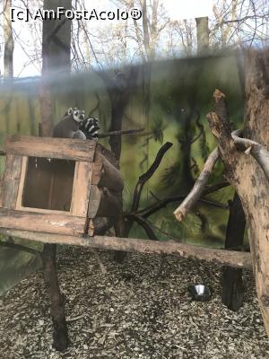 [P41] Zoo Szeged, lemurul dungat » foto by krisstinna
 - 
<span class="allrVoted glyphicon glyphicon-heart hidden" id="av1135449"></span>
<a class="m-l-10 hidden" id="sv1135449" onclick="voting_Foto_DelVot(,1135449,18089)" role="button">șterge vot <span class="glyphicon glyphicon-remove"></span></a>
<a id="v91135449" class=" c-red"  onclick="voting_Foto_SetVot(1135449)" role="button"><span class="glyphicon glyphicon-heart-empty"></span> <b>LIKE</b> = Votează poza</a> <img class="hidden"  id="f1135449W9" src="/imagini/loader.gif" border="0" /><span class="AjErrMes hidden" id="e1135449ErM"></span>