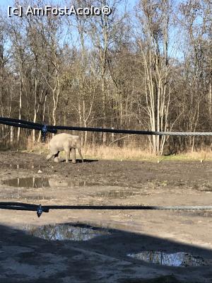 [P53] Zoo Szeged, puiul de elefant » foto by krisstinna
 - 
<span class="allrVoted glyphicon glyphicon-heart hidden" id="av1135461"></span>
<a class="m-l-10 hidden" id="sv1135461" onclick="voting_Foto_DelVot(,1135461,18089)" role="button">șterge vot <span class="glyphicon glyphicon-remove"></span></a>
<a id="v91135461" class=" c-red"  onclick="voting_Foto_SetVot(1135461)" role="button"><span class="glyphicon glyphicon-heart-empty"></span> <b>LIKE</b> = Votează poza</a> <img class="hidden"  id="f1135461W9" src="/imagini/loader.gif" border="0" /><span class="AjErrMes hidden" id="e1135461ErM"></span>