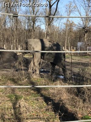 [P58] Zoo Szeged, mama elefant » foto by krisstinna
 - 
<span class="allrVoted glyphicon glyphicon-heart hidden" id="av1135466"></span>
<a class="m-l-10 hidden" id="sv1135466" onclick="voting_Foto_DelVot(,1135466,18089)" role="button">șterge vot <span class="glyphicon glyphicon-remove"></span></a>
<a id="v91135466" class=" c-red"  onclick="voting_Foto_SetVot(1135466)" role="button"><span class="glyphicon glyphicon-heart-empty"></span> <b>LIKE</b> = Votează poza</a> <img class="hidden"  id="f1135466W9" src="/imagini/loader.gif" border="0" /><span class="AjErrMes hidden" id="e1135466ErM"></span>