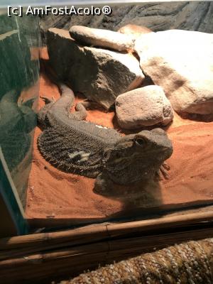 [P72] Zoo Szeged, la reptile » foto by krisstinna
 - 
<span class="allrVoted glyphicon glyphicon-heart hidden" id="av1135480"></span>
<a class="m-l-10 hidden" id="sv1135480" onclick="voting_Foto_DelVot(,1135480,18089)" role="button">șterge vot <span class="glyphicon glyphicon-remove"></span></a>
<a id="v91135480" class=" c-red"  onclick="voting_Foto_SetVot(1135480)" role="button"><span class="glyphicon glyphicon-heart-empty"></span> <b>LIKE</b> = Votează poza</a> <img class="hidden"  id="f1135480W9" src="/imagini/loader.gif" border="0" /><span class="AjErrMes hidden" id="e1135480ErM"></span>