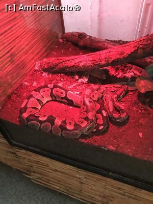 [P73] Zoo Szeged, la reptile » foto by krisstinna
 - 
<span class="allrVoted glyphicon glyphicon-heart hidden" id="av1135481"></span>
<a class="m-l-10 hidden" id="sv1135481" onclick="voting_Foto_DelVot(,1135481,18089)" role="button">șterge vot <span class="glyphicon glyphicon-remove"></span></a>
<a id="v91135481" class=" c-red"  onclick="voting_Foto_SetVot(1135481)" role="button"><span class="glyphicon glyphicon-heart-empty"></span> <b>LIKE</b> = Votează poza</a> <img class="hidden"  id="f1135481W9" src="/imagini/loader.gif" border="0" /><span class="AjErrMes hidden" id="e1135481ErM"></span>