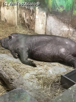 [P81] Zoo Szeged, Tapirul somnoros » foto by krisstinna
 - 
<span class="allrVoted glyphicon glyphicon-heart hidden" id="av1135489"></span>
<a class="m-l-10 hidden" id="sv1135489" onclick="voting_Foto_DelVot(,1135489,18089)" role="button">șterge vot <span class="glyphicon glyphicon-remove"></span></a>
<a id="v91135489" class=" c-red"  onclick="voting_Foto_SetVot(1135489)" role="button"><span class="glyphicon glyphicon-heart-empty"></span> <b>LIKE</b> = Votează poza</a> <img class="hidden"  id="f1135489W9" src="/imagini/loader.gif" border="0" /><span class="AjErrMes hidden" id="e1135489ErM"></span>