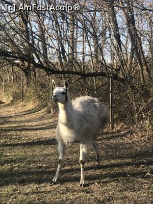 [P86] Zoo Szeged, alpaca » foto by krisstinna
 - 
<span class="allrVoted glyphicon glyphicon-heart hidden" id="av1135494"></span>
<a class="m-l-10 hidden" id="sv1135494" onclick="voting_Foto_DelVot(,1135494,18089)" role="button">șterge vot <span class="glyphicon glyphicon-remove"></span></a>
<a id="v91135494" class=" c-red"  onclick="voting_Foto_SetVot(1135494)" role="button"><span class="glyphicon glyphicon-heart-empty"></span> <b>LIKE</b> = Votează poza</a> <img class="hidden"  id="f1135494W9" src="/imagini/loader.gif" border="0" /><span class="AjErrMes hidden" id="e1135494ErM"></span>