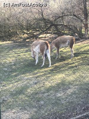 [P87] Zoo Szeged, ierbivore » foto by krisstinna
 - 
<span class="allrVoted glyphicon glyphicon-heart hidden" id="av1135495"></span>
<a class="m-l-10 hidden" id="sv1135495" onclick="voting_Foto_DelVot(,1135495,18089)" role="button">șterge vot <span class="glyphicon glyphicon-remove"></span></a>
<a id="v91135495" class=" c-red"  onclick="voting_Foto_SetVot(1135495)" role="button"><span class="glyphicon glyphicon-heart-empty"></span> <b>LIKE</b> = Votează poza</a> <img class="hidden"  id="f1135495W9" src="/imagini/loader.gif" border="0" /><span class="AjErrMes hidden" id="e1135495ErM"></span>