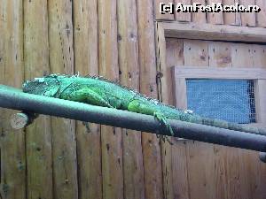 [P22] coana iguana » foto by Dan&Ema
 - 
<span class="allrVoted glyphicon glyphicon-heart hidden" id="av681702"></span>
<a class="m-l-10 hidden" id="sv681702" onclick="voting_Foto_DelVot(,681702,18092)" role="button">șterge vot <span class="glyphicon glyphicon-remove"></span></a>
<a id="v9681702" class=" c-red"  onclick="voting_Foto_SetVot(681702)" role="button"><span class="glyphicon glyphicon-heart-empty"></span> <b>LIKE</b> = Votează poza</a> <img class="hidden"  id="f681702W9" src="/imagini/loader.gif" border="0" /><span class="AjErrMes hidden" id="e681702ErM"></span>