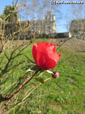 P20 [FEB-2015] singurul trandafir inflorit in parcul din apropiere. 