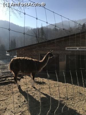 [P66] Zoo Brașov, 1 Decembrie 2018 » foto by krisstinna
 - 
<span class="allrVoted glyphicon glyphicon-heart hidden" id="av1043088"></span>
<a class="m-l-10 hidden" id="sv1043088" onclick="voting_Foto_DelVot(,1043088,18241)" role="button">șterge vot <span class="glyphicon glyphicon-remove"></span></a>
<a id="v91043088" class=" c-red"  onclick="voting_Foto_SetVot(1043088)" role="button"><span class="glyphicon glyphicon-heart-empty"></span> <b>LIKE</b> = Votează poza</a> <img class="hidden"  id="f1043088W9" src="/imagini/loader.gif" border="0" /><span class="AjErrMes hidden" id="e1043088ErM"></span>