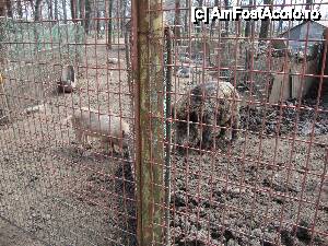 P12 [APR-2013] Porcii obișnuiți și porcul mistreț au preocupări comune. Team-building în toată regula! 
