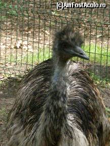 [P10] Pasarea emu de la Zoo Tm. » foto by presario
 - 
<span class="allrVoted glyphicon glyphicon-heart hidden" id="av120613"></span>
<a class="m-l-10 hidden" id="sv120613" onclick="voting_Foto_DelVot(,120613,18280)" role="button">șterge vot <span class="glyphicon glyphicon-remove"></span></a>
<a id="v9120613" class=" c-red"  onclick="voting_Foto_SetVot(120613)" role="button"><span class="glyphicon glyphicon-heart-empty"></span> <b>LIKE</b> = Votează poza</a> <img class="hidden"  id="f120613W9" src="/imagini/loader.gif" border="0" /><span class="AjErrMes hidden" id="e120613ErM"></span>