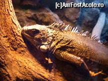 [P21] Sunt si reptile la Zoo Tm. » foto by presario
 - 
<span class="allrVoted glyphicon glyphicon-heart hidden" id="av120625"></span>
<a class="m-l-10 hidden" id="sv120625" onclick="voting_Foto_DelVot(,120625,18280)" role="button">șterge vot <span class="glyphicon glyphicon-remove"></span></a>
<a id="v9120625" class=" c-red"  onclick="voting_Foto_SetVot(120625)" role="button"><span class="glyphicon glyphicon-heart-empty"></span> <b>LIKE</b> = Votează poza</a> <img class="hidden"  id="f120625W9" src="/imagini/loader.gif" border="0" /><span class="AjErrMes hidden" id="e120625ErM"></span>