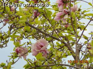 [P18] noroc ca a înflorit magnolia » foto by Yolanda
 - 
<span class="allrVoted glyphicon glyphicon-heart hidden" id="av1065756"></span>
<a class="m-l-10 hidden" id="sv1065756" onclick="voting_Foto_DelVot(,1065756,18372)" role="button">șterge vot <span class="glyphicon glyphicon-remove"></span></a>
<a id="v91065756" class=" c-red"  onclick="voting_Foto_SetVot(1065756)" role="button"><span class="glyphicon glyphicon-heart-empty"></span> <b>LIKE</b> = Votează poza</a> <img class="hidden"  id="f1065756W9" src="/imagini/loader.gif" border="0" /><span class="AjErrMes hidden" id="e1065756ErM"></span>