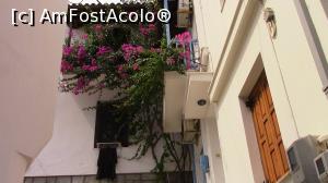 [P23] La fiecare balcon de casa din Skopelos intalnesti plana de hartie, Boungainvillea.  » foto by ovidiuyepi
 - 
<span class="allrVoted glyphicon glyphicon-heart hidden" id="av847205"></span>
<a class="m-l-10 hidden" id="sv847205" onclick="voting_Foto_DelVot(,847205,18640)" role="button">șterge vot <span class="glyphicon glyphicon-remove"></span></a>
<a id="v9847205" class=" c-red"  onclick="voting_Foto_SetVot(847205)" role="button"><span class="glyphicon glyphicon-heart-empty"></span> <b>LIKE</b> = Votează poza</a> <img class="hidden"  id="f847205W9" src="/imagini/loader.gif" border="0" /><span class="AjErrMes hidden" id="e847205ErM"></span>