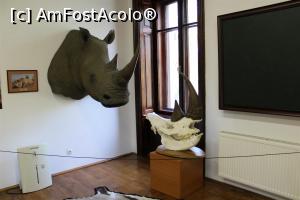 [P29] Carei, Castelul Károlyi, Expo Africa » foto by mprofeanu
 - 
<span class="allrVoted glyphicon glyphicon-heart hidden" id="av1069664"></span>
<a class="m-l-10 hidden" id="sv1069664" onclick="voting_Foto_DelVot(,1069664,18846)" role="button">șterge vot <span class="glyphicon glyphicon-remove"></span></a>
<a id="v91069664" class=" c-red"  onclick="voting_Foto_SetVot(1069664)" role="button"><span class="glyphicon glyphicon-heart-empty"></span> <b>LIKE</b> = Votează poza</a> <img class="hidden"  id="f1069664W9" src="/imagini/loader.gif" border="0" /><span class="AjErrMes hidden" id="e1069664ErM"></span>