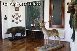 [P33] Carei, Castelul Károlyi, animale din Europa » foto by mprofeanu
 - 
<span class="allrVoted glyphicon glyphicon-heart hidden" id="av1069668"></span>
<a class="m-l-10 hidden" id="sv1069668" onclick="voting_Foto_DelVot(,1069668,18846)" role="button">șterge vot <span class="glyphicon glyphicon-remove"></span></a>
<a id="v91069668" class=" c-red"  onclick="voting_Foto_SetVot(1069668)" role="button"><span class="glyphicon glyphicon-heart-empty"></span> <b>LIKE</b> = Votează poza</a> <img class="hidden"  id="f1069668W9" src="/imagini/loader.gif" border="0" /><span class="AjErrMes hidden" id="e1069668ErM"></span>