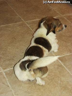 [P27] Haiducel-una din mascotele pensiunii :))  » foto by Testosu'
 - 
<span class="allrVoted glyphicon glyphicon-heart hidden" id="av645375"></span>
<a class="m-l-10 hidden" id="sv645375" onclick="voting_Foto_DelVot(,645375,18901)" role="button">șterge vot <span class="glyphicon glyphicon-remove"></span></a>
<a id="v9645375" class=" c-red"  onclick="voting_Foto_SetVot(645375)" role="button"><span class="glyphicon glyphicon-heart-empty"></span> <b>LIKE</b> = Votează poza</a> <img class="hidden"  id="f645375W9" src="/imagini/loader.gif" border="0" /><span class="AjErrMes hidden" id="e645375ErM"></span>