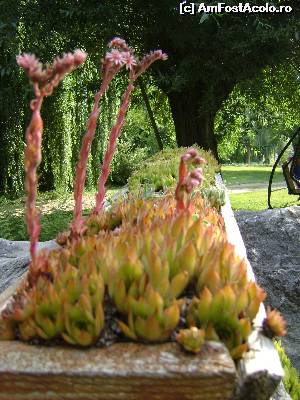 [P05] Curtea pensiunii » foto by Testosu'
 - 
<span class="allrVoted glyphicon glyphicon-heart hidden" id="av645352"></span>
<a class="m-l-10 hidden" id="sv645352" onclick="voting_Foto_DelVot(,645352,18901)" role="button">șterge vot <span class="glyphicon glyphicon-remove"></span></a>
<a id="v9645352" class=" c-red"  onclick="voting_Foto_SetVot(645352)" role="button"><span class="glyphicon glyphicon-heart-empty"></span> <b>LIKE</b> = Votează poza</a> <img class="hidden"  id="f645352W9" src="/imagini/loader.gif" border="0" /><span class="AjErrMes hidden" id="e645352ErM"></span>