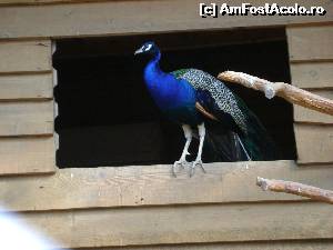 [P08]  :)  » foto by Testosu'
 - 
<span class="allrVoted glyphicon glyphicon-heart hidden" id="av645355"></span>
<a class="m-l-10 hidden" id="sv645355" onclick="voting_Foto_DelVot(,645355,18901)" role="button">șterge vot <span class="glyphicon glyphicon-remove"></span></a>
<a id="v9645355" class=" c-red"  onclick="voting_Foto_SetVot(645355)" role="button"><span class="glyphicon glyphicon-heart-empty"></span> <b>LIKE</b> = Votează poza</a> <img class="hidden"  id="f645355W9" src="/imagini/loader.gif" border="0" /><span class="AjErrMes hidden" id="e645355ErM"></span>