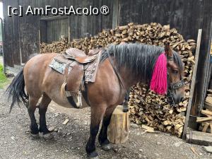 [P09] V-am zis că era și-un cal ! » foto by Yersinia Pestis
 - 
<span class="allrVoted glyphicon glyphicon-heart hidden" id="av1488740"></span>
<a class="m-l-10 hidden" id="sv1488740" onclick="voting_Foto_DelVot(,1488740,18929)" role="button">șterge vot <span class="glyphicon glyphicon-remove"></span></a>
<a id="v91488740" class=" c-red"  onclick="voting_Foto_SetVot(1488740)" role="button"><span class="glyphicon glyphicon-heart-empty"></span> <b>LIKE</b> = Votează poza</a> <img class="hidden"  id="f1488740W9" src="/imagini/loader.gif" border="0" /><span class="AjErrMes hidden" id="e1488740ErM"></span>