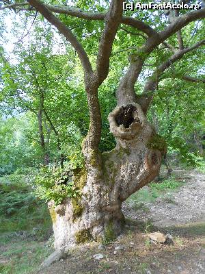 [P03] Natura in forma pura...  » foto by sed
 - 
<span class="allrVoted glyphicon glyphicon-heart hidden" id="av536377"></span>
<a class="m-l-10 hidden" id="sv536377" onclick="voting_Foto_DelVot(,536377,19009)" role="button">șterge vot <span class="glyphicon glyphicon-remove"></span></a>
<a id="v9536377" class=" c-red"  onclick="voting_Foto_SetVot(536377)" role="button"><span class="glyphicon glyphicon-heart-empty"></span> <b>LIKE</b> = Votează poza</a> <img class="hidden"  id="f536377W9" src="/imagini/loader.gif" border="0" /><span class="AjErrMes hidden" id="e536377ErM"></span>