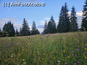 P27 [JUL-2024] Parfum de cetina si flori de camp