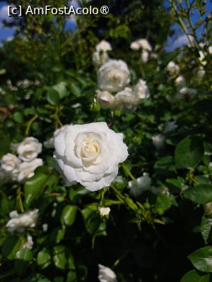 [P18] Puritate, castitate » foto by laurand
 - 
<span class="allrVoted glyphicon glyphicon-heart hidden" id="av1485092"></span>
<a class="m-l-10 hidden" id="sv1485092" onclick="voting_Foto_DelVot(,1485092,19622)" role="button">șterge vot <span class="glyphicon glyphicon-remove"></span></a>
<a id="v91485092" class=" c-red"  onclick="voting_Foto_SetVot(1485092)" role="button"><span class="glyphicon glyphicon-heart-empty"></span> <b>LIKE</b> = Votează poza</a> <img class="hidden"  id="f1485092W9" src="/imagini/loader.gif" border="0" /><span class="AjErrMes hidden" id="e1485092ErM"></span>