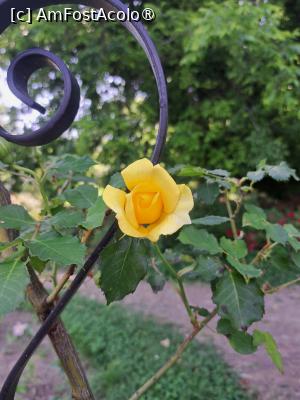 [P05] 'Trandafirul galben', varianta naturală » foto by laurand
 - 
<span class="allrVoted glyphicon glyphicon-heart hidden" id="av1485079"></span>
<a class="m-l-10 hidden" id="sv1485079" onclick="voting_Foto_DelVot(,1485079,19622)" role="button">șterge vot <span class="glyphicon glyphicon-remove"></span></a>
<a id="v91485079" class=" c-red"  onclick="voting_Foto_SetVot(1485079)" role="button"><span class="glyphicon glyphicon-heart-empty"></span> <b>LIKE</b> = Votează poza</a> <img class="hidden"  id="f1485079W9" src="/imagini/loader.gif" border="0" /><span class="AjErrMes hidden" id="e1485079ErM"></span>