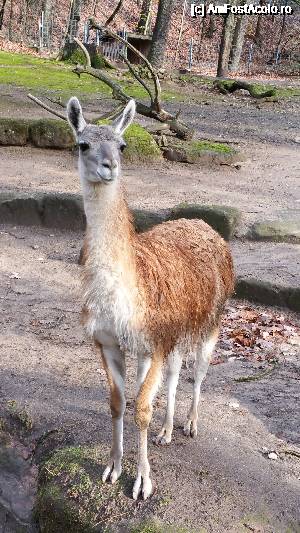 [P13] Grădina Zoo Nurnberg -lama » foto by robert
 - 
<span class="allrVoted glyphicon glyphicon-heart hidden" id="av693771"></span>
<a class="m-l-10 hidden" id="sv693771" onclick="voting_Foto_DelVot(,693771,19679)" role="button">șterge vot <span class="glyphicon glyphicon-remove"></span></a>
<a id="v9693771" class=" c-red"  onclick="voting_Foto_SetVot(693771)" role="button"><span class="glyphicon glyphicon-heart-empty"></span> <b>LIKE</b> = Votează poza</a> <img class="hidden"  id="f693771W9" src="/imagini/loader.gif" border="0" /><span class="AjErrMes hidden" id="e693771ErM"></span>