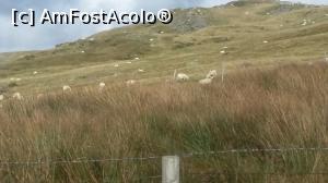 [P08] Oiţe pe traseul mocăniţei din satul Llanberis, Parcul Naţional, Wales.  » foto by traian.leuca †
 - 
<span class="allrVoted glyphicon glyphicon-heart hidden" id="av903940"></span>
<a class="m-l-10 hidden" id="sv903940" onclick="voting_Foto_DelVot(,903940,19690)" role="button">șterge vot <span class="glyphicon glyphicon-remove"></span></a>
<a id="v9903940" class=" c-red"  onclick="voting_Foto_SetVot(903940)" role="button"><span class="glyphicon glyphicon-heart-empty"></span> <b>LIKE</b> = Votează poza</a> <img class="hidden"  id="f903940W9" src="/imagini/loader.gif" border="0" /><span class="AjErrMes hidden" id="e903940ErM"></span>