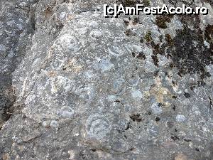 [P15] Cochilii de melci încastrate în piatră » foto by Claudiu U.
 - 
<span class="allrVoted glyphicon glyphicon-heart hidden" id="av700225"></span>
<a class="m-l-10 hidden" id="sv700225" onclick="voting_Foto_DelVot(,700225,19774)" role="button">șterge vot <span class="glyphicon glyphicon-remove"></span></a>
<a id="v9700225" class=" c-red"  onclick="voting_Foto_SetVot(700225)" role="button"><span class="glyphicon glyphicon-heart-empty"></span> <b>LIKE</b> = Votează poza</a> <img class="hidden"  id="f700225W9" src="/imagini/loader.gif" border="0" /><span class="AjErrMes hidden" id="e700225ErM"></span>