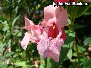 [P44] „Cascada Pişoaia” » foto by Utube
 - 
<span class="allrVoted glyphicon glyphicon-heart hidden" id="av410676"></span>
<a class="m-l-10 hidden" id="sv410676" onclick="voting_Foto_DelVot(,410676,19774)" role="button">șterge vot <span class="glyphicon glyphicon-remove"></span></a>
<a id="v9410676" class=" c-red"  onclick="voting_Foto_SetVot(410676)" role="button"><span class="glyphicon glyphicon-heart-empty"></span> <b>LIKE</b> = Votează poza</a> <img class="hidden"  id="f410676W9" src="/imagini/loader.gif" border="0" /><span class="AjErrMes hidden" id="e410676ErM"></span>