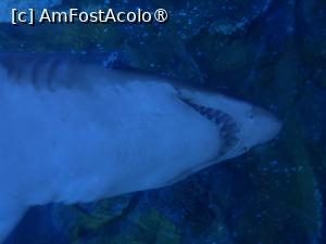 [P10] Dubai Aquarium,rechin » foto by AZE
 - 
<span class="allrVoted glyphicon glyphicon-heart hidden" id="av1483341"></span>
<a class="m-l-10 hidden" id="sv1483341" onclick="voting_Foto_DelVot(,1483341,19983)" role="button">șterge vot <span class="glyphicon glyphicon-remove"></span></a>
<a id="v91483341" class=" c-red"  onclick="voting_Foto_SetVot(1483341)" role="button"><span class="glyphicon glyphicon-heart-empty"></span> <b>LIKE</b> = Votează poza</a> <img class="hidden"  id="f1483341W9" src="/imagini/loader.gif" border="0" /><span class="AjErrMes hidden" id="e1483341ErM"></span>