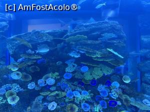 [P11] Dubai Undewater Zoo » foto by AZE
 - 
<span class="allrVoted glyphicon glyphicon-heart hidden" id="av1483342"></span>
<a class="m-l-10 hidden" id="sv1483342" onclick="voting_Foto_DelVot(,1483342,19983)" role="button">șterge vot <span class="glyphicon glyphicon-remove"></span></a>
<a id="v91483342" class=" c-red"  onclick="voting_Foto_SetVot(1483342)" role="button"><span class="glyphicon glyphicon-heart-empty"></span> <b>LIKE</b> = Votează poza</a> <img class="hidden"  id="f1483342W9" src="/imagini/loader.gif" border="0" /><span class="AjErrMes hidden" id="e1483342ErM"></span>