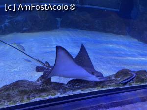 [P13] Dubai Undewater Zoo » foto by AZE
 - 
<span class="allrVoted glyphicon glyphicon-heart hidden" id="av1483344"></span>
<a class="m-l-10 hidden" id="sv1483344" onclick="voting_Foto_DelVot(,1483344,19983)" role="button">șterge vot <span class="glyphicon glyphicon-remove"></span></a>
<a id="v91483344" class=" c-red"  onclick="voting_Foto_SetVot(1483344)" role="button"><span class="glyphicon glyphicon-heart-empty"></span> <b>LIKE</b> = Votează poza</a> <img class="hidden"  id="f1483344W9" src="/imagini/loader.gif" border="0" /><span class="AjErrMes hidden" id="e1483344ErM"></span>