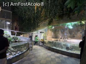 [P15] Dubai Undewater Zoo » foto by AZE
 - 
<span class="allrVoted glyphicon glyphicon-heart hidden" id="av1483346"></span>
<a class="m-l-10 hidden" id="sv1483346" onclick="voting_Foto_DelVot(,1483346,19983)" role="button">șterge vot <span class="glyphicon glyphicon-remove"></span></a>
<a id="v91483346" class=" c-red"  onclick="voting_Foto_SetVot(1483346)" role="button"><span class="glyphicon glyphicon-heart-empty"></span> <b>LIKE</b> = Votează poza</a> <img class="hidden"  id="f1483346W9" src="/imagini/loader.gif" border="0" /><span class="AjErrMes hidden" id="e1483346ErM"></span>