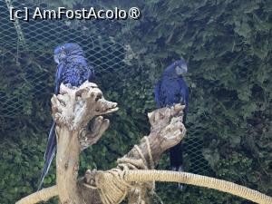 [P17] Dubai Undewater Zoo » foto by AZE
 - 
<span class="allrVoted glyphicon glyphicon-heart hidden" id="av1483348"></span>
<a class="m-l-10 hidden" id="sv1483348" onclick="voting_Foto_DelVot(,1483348,19983)" role="button">șterge vot <span class="glyphicon glyphicon-remove"></span></a>
<a id="v91483348" class=" c-red"  onclick="voting_Foto_SetVot(1483348)" role="button"><span class="glyphicon glyphicon-heart-empty"></span> <b>LIKE</b> = Votează poza</a> <img class="hidden"  id="f1483348W9" src="/imagini/loader.gif" border="0" /><span class="AjErrMes hidden" id="e1483348ErM"></span>
