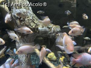 [P18] Dubai Undewater Zoo » foto by AZE
 - 
<span class="allrVoted glyphicon glyphicon-heart hidden" id="av1483349"></span>
<a class="m-l-10 hidden" id="sv1483349" onclick="voting_Foto_DelVot(,1483349,19983)" role="button">șterge vot <span class="glyphicon glyphicon-remove"></span></a>
<a id="v91483349" class=" c-red"  onclick="voting_Foto_SetVot(1483349)" role="button"><span class="glyphicon glyphicon-heart-empty"></span> <b>LIKE</b> = Votează poza</a> <img class="hidden"  id="f1483349W9" src="/imagini/loader.gif" border="0" /><span class="AjErrMes hidden" id="e1483349ErM"></span>
