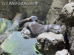 [P19] Dubai Undewater Zoo » foto by AZE
 - 
<span class="allrVoted glyphicon glyphicon-heart hidden" id="av1483350"></span>
<a class="m-l-10 hidden" id="sv1483350" onclick="voting_Foto_DelVot(,1483350,19983)" role="button">șterge vot <span class="glyphicon glyphicon-remove"></span></a>
<a id="v91483350" class=" c-red"  onclick="voting_Foto_SetVot(1483350)" role="button"><span class="glyphicon glyphicon-heart-empty"></span> <b>LIKE</b> = Votează poza</a> <img class="hidden"  id="f1483350W9" src="/imagini/loader.gif" border="0" /><span class="AjErrMes hidden" id="e1483350ErM"></span>