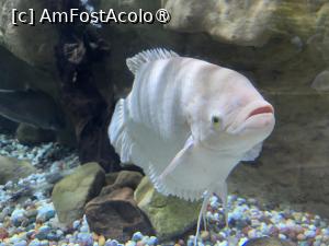 [P22] Dubai Undewater Zoo » foto by AZE
 - 
<span class="allrVoted glyphicon glyphicon-heart hidden" id="av1483353"></span>
<a class="m-l-10 hidden" id="sv1483353" onclick="voting_Foto_DelVot(,1483353,19983)" role="button">șterge vot <span class="glyphicon glyphicon-remove"></span></a>
<a id="v91483353" class=" c-red"  onclick="voting_Foto_SetVot(1483353)" role="button"><span class="glyphicon glyphicon-heart-empty"></span> <b>LIKE</b> = Votează poza</a> <img class="hidden"  id="f1483353W9" src="/imagini/loader.gif" border="0" /><span class="AjErrMes hidden" id="e1483353ErM"></span>