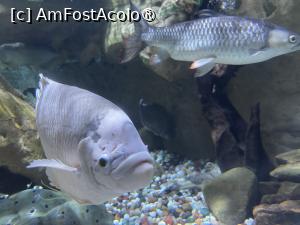 [P23] Dubai Undewater Zoo » foto by AZE
 - 
<span class="allrVoted glyphicon glyphicon-heart hidden" id="av1483354"></span>
<a class="m-l-10 hidden" id="sv1483354" onclick="voting_Foto_DelVot(,1483354,19983)" role="button">șterge vot <span class="glyphicon glyphicon-remove"></span></a>
<a id="v91483354" class=" c-red"  onclick="voting_Foto_SetVot(1483354)" role="button"><span class="glyphicon glyphicon-heart-empty"></span> <b>LIKE</b> = Votează poza</a> <img class="hidden"  id="f1483354W9" src="/imagini/loader.gif" border="0" /><span class="AjErrMes hidden" id="e1483354ErM"></span>