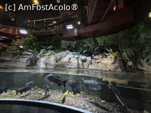 [P24] Dubai Undewater Zoo » foto by AZE
 - 
<span class="allrVoted glyphicon glyphicon-heart hidden" id="av1483355"></span>
<a class="m-l-10 hidden" id="sv1483355" onclick="voting_Foto_DelVot(,1483355,19983)" role="button">șterge vot <span class="glyphicon glyphicon-remove"></span></a>
<a id="v91483355" class=" c-red"  onclick="voting_Foto_SetVot(1483355)" role="button"><span class="glyphicon glyphicon-heart-empty"></span> <b>LIKE</b> = Votează poza</a> <img class="hidden"  id="f1483355W9" src="/imagini/loader.gif" border="0" /><span class="AjErrMes hidden" id="e1483355ErM"></span>