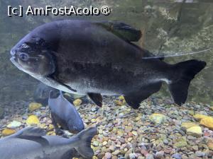 [P25] Dubai Undewater Zoo » foto by AZE
 - 
<span class="allrVoted glyphicon glyphicon-heart hidden" id="av1483356"></span>
<a class="m-l-10 hidden" id="sv1483356" onclick="voting_Foto_DelVot(,1483356,19983)" role="button">șterge vot <span class="glyphicon glyphicon-remove"></span></a>
<a id="v91483356" class=" c-red"  onclick="voting_Foto_SetVot(1483356)" role="button"><span class="glyphicon glyphicon-heart-empty"></span> <b>LIKE</b> = Votează poza</a> <img class="hidden"  id="f1483356W9" src="/imagini/loader.gif" border="0" /><span class="AjErrMes hidden" id="e1483356ErM"></span>