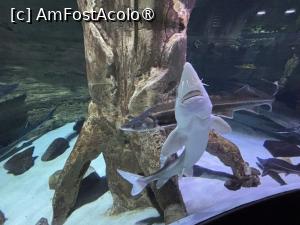 [P28] Dubai Undewater Zoo » foto by AZE
 - 
<span class="allrVoted glyphicon glyphicon-heart hidden" id="av1483359"></span>
<a class="m-l-10 hidden" id="sv1483359" onclick="voting_Foto_DelVot(,1483359,19983)" role="button">șterge vot <span class="glyphicon glyphicon-remove"></span></a>
<a id="v91483359" class=" c-red"  onclick="voting_Foto_SetVot(1483359)" role="button"><span class="glyphicon glyphicon-heart-empty"></span> <b>LIKE</b> = Votează poza</a> <img class="hidden"  id="f1483359W9" src="/imagini/loader.gif" border="0" /><span class="AjErrMes hidden" id="e1483359ErM"></span>