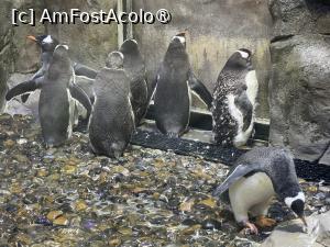 [P36] Dubai Undewater Zoo,pinguinii așteaptă la ușă » foto by AZE
 - 
<span class="allrVoted glyphicon glyphicon-heart hidden" id="av1483367"></span>
<a class="m-l-10 hidden" id="sv1483367" onclick="voting_Foto_DelVot(,1483367,19983)" role="button">șterge vot <span class="glyphicon glyphicon-remove"></span></a>
<a id="v91483367" class=" c-red"  onclick="voting_Foto_SetVot(1483367)" role="button"><span class="glyphicon glyphicon-heart-empty"></span> <b>LIKE</b> = Votează poza</a> <img class="hidden"  id="f1483367W9" src="/imagini/loader.gif" border="0" /><span class="AjErrMes hidden" id="e1483367ErM"></span>
