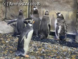 [P37] Dubai Undewater Zoo » foto by AZE
 - 
<span class="allrVoted glyphicon glyphicon-heart hidden" id="av1483368"></span>
<a class="m-l-10 hidden" id="sv1483368" onclick="voting_Foto_DelVot(,1483368,19983)" role="button">șterge vot <span class="glyphicon glyphicon-remove"></span></a>
<a id="v91483368" class=" c-red"  onclick="voting_Foto_SetVot(1483368)" role="button"><span class="glyphicon glyphicon-heart-empty"></span> <b>LIKE</b> = Votează poza</a> <img class="hidden"  id="f1483368W9" src="/imagini/loader.gif" border="0" /><span class="AjErrMes hidden" id="e1483368ErM"></span>